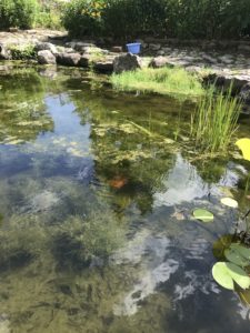 泉ボタニカルガーデンの池
