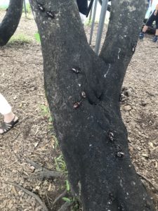 木に集まるカブトムシ